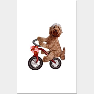 Cavapoo puppy dog on a tricycle bicycle - cavalier King Charles spaniel poodle cycling. puppy love Posters and Art